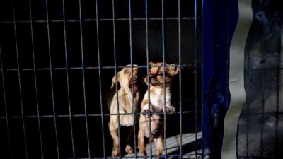 Yasak ırklar için Bursa’da önemli çalışma