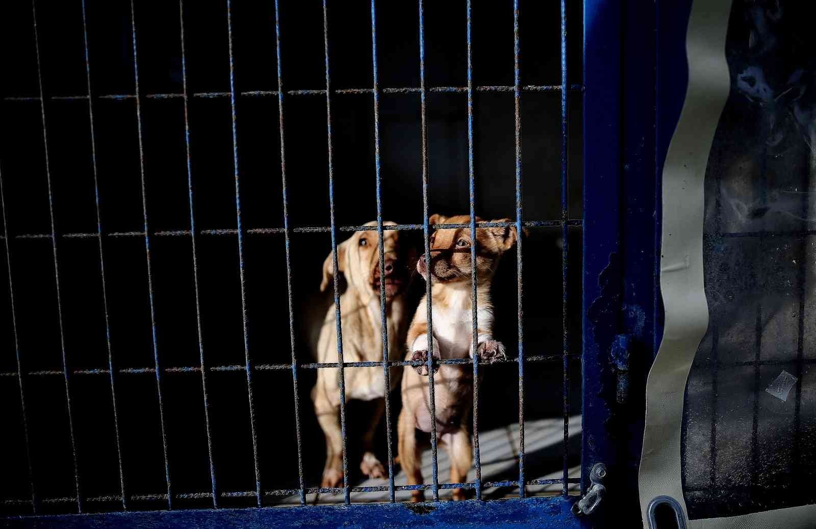 Yasak ırklar için Bursa’da önemli çalışma