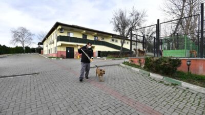 Bursa’da Pitbull operasyonu!