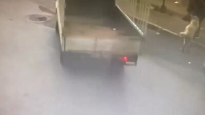 Bursa’da sahipli köpeği kamyonetle çaldılar