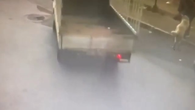 Bursa’da sahipli köpeği kamyonetle çaldılar