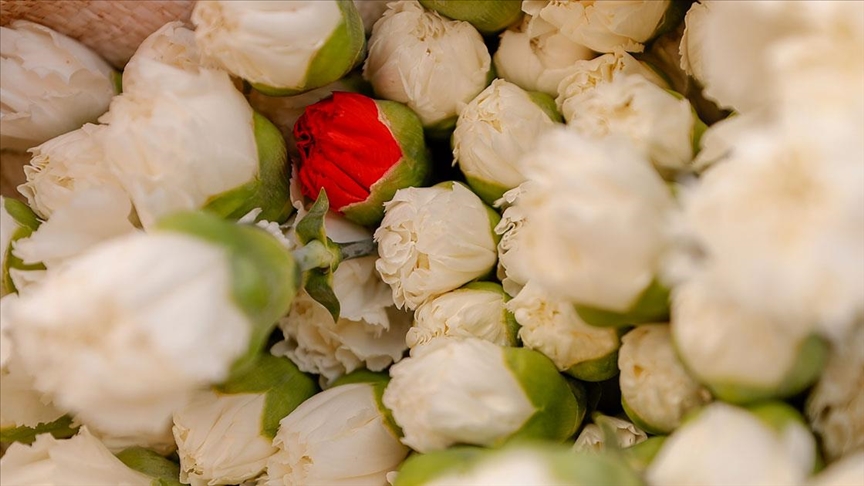 Türkiye’nin 2021’de çiçek ihracatı 150 milyon dolara yaklaştı