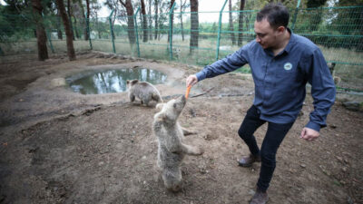 Bursa’da geçen yıl 335 yaban hayvanı tedavi edilerek doğaya salındı