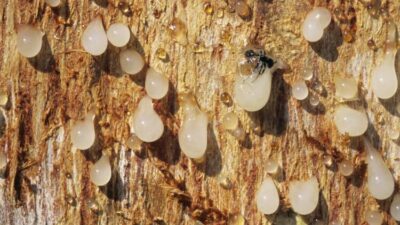 Depresyon ve astım için çok faydalı! Acı suyunu yutanlarda…