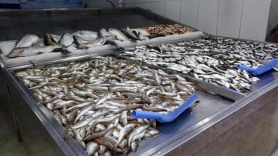 Hamsi tükendi, tezgahlar istavrit ve mezgite kaldı