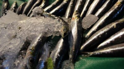 Uyarı! Bu balıkları sakın tüketmeyin!