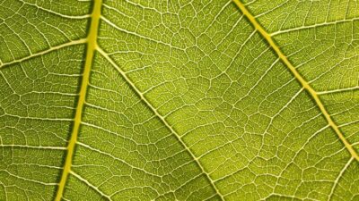 Yaprağını bulan yaşadı!