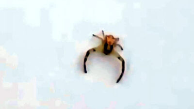 Bursa’da görüldü! İnsan yüzlü örümcek