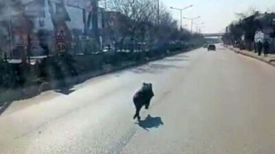 Yer: Bursa… Cadde ortasında domuz