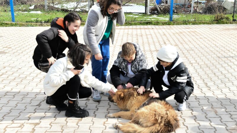 Gençlerle birlikte sokak hayvanları için kedi ve köpek kulübesi yapan