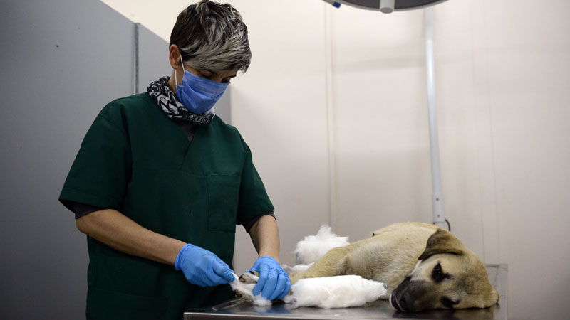 Yaralı köpek ameliyatla hayata döndürüldü