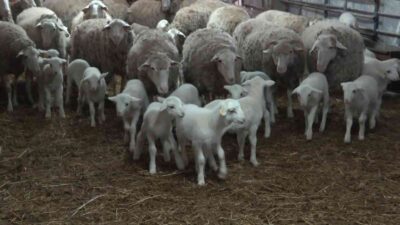 Bursa’nın üniversiteli kuzuları!