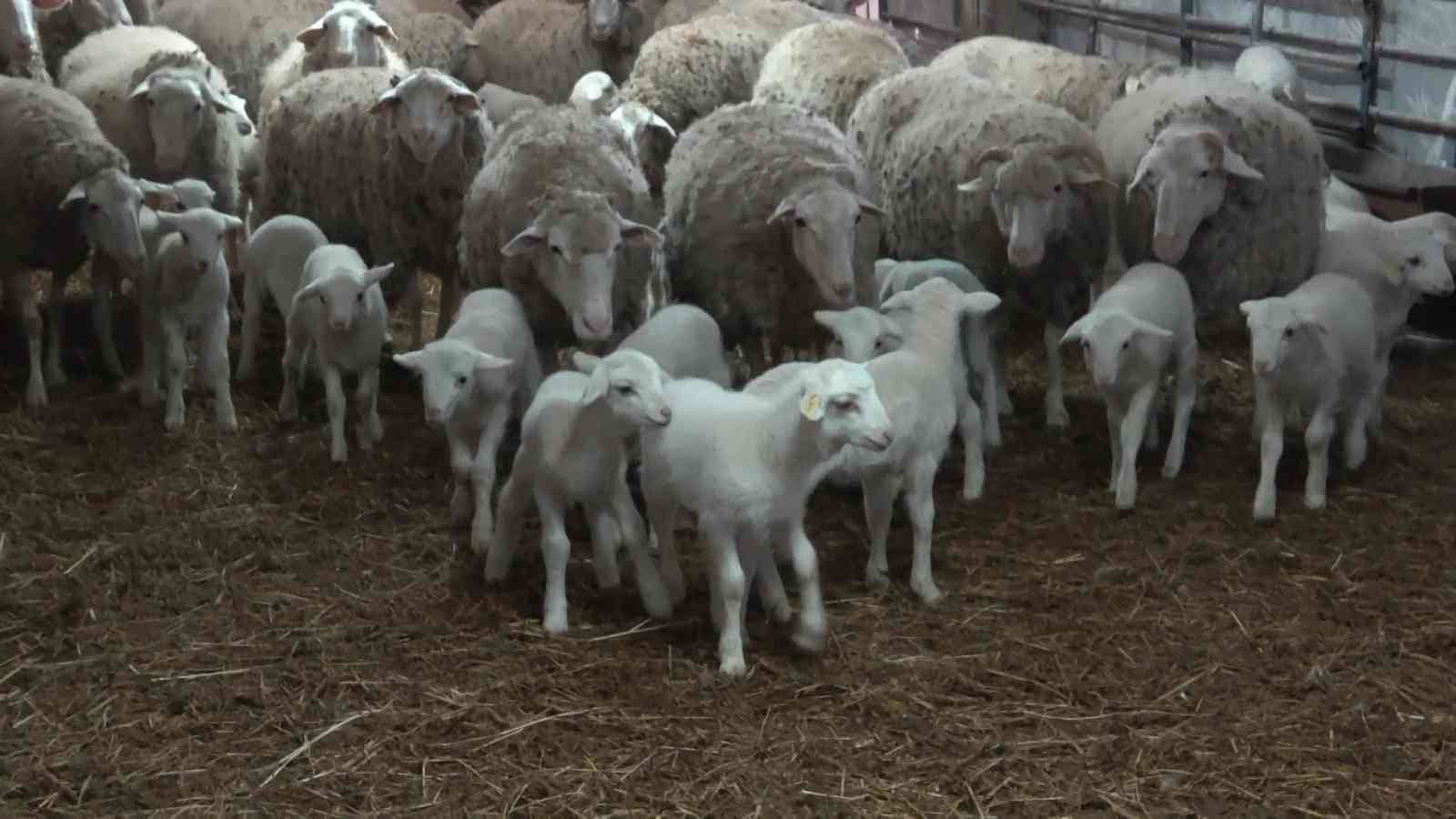 Bursa’nın üniversiteli kuzuları!