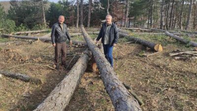 Bursa’da ağaç katliamı
