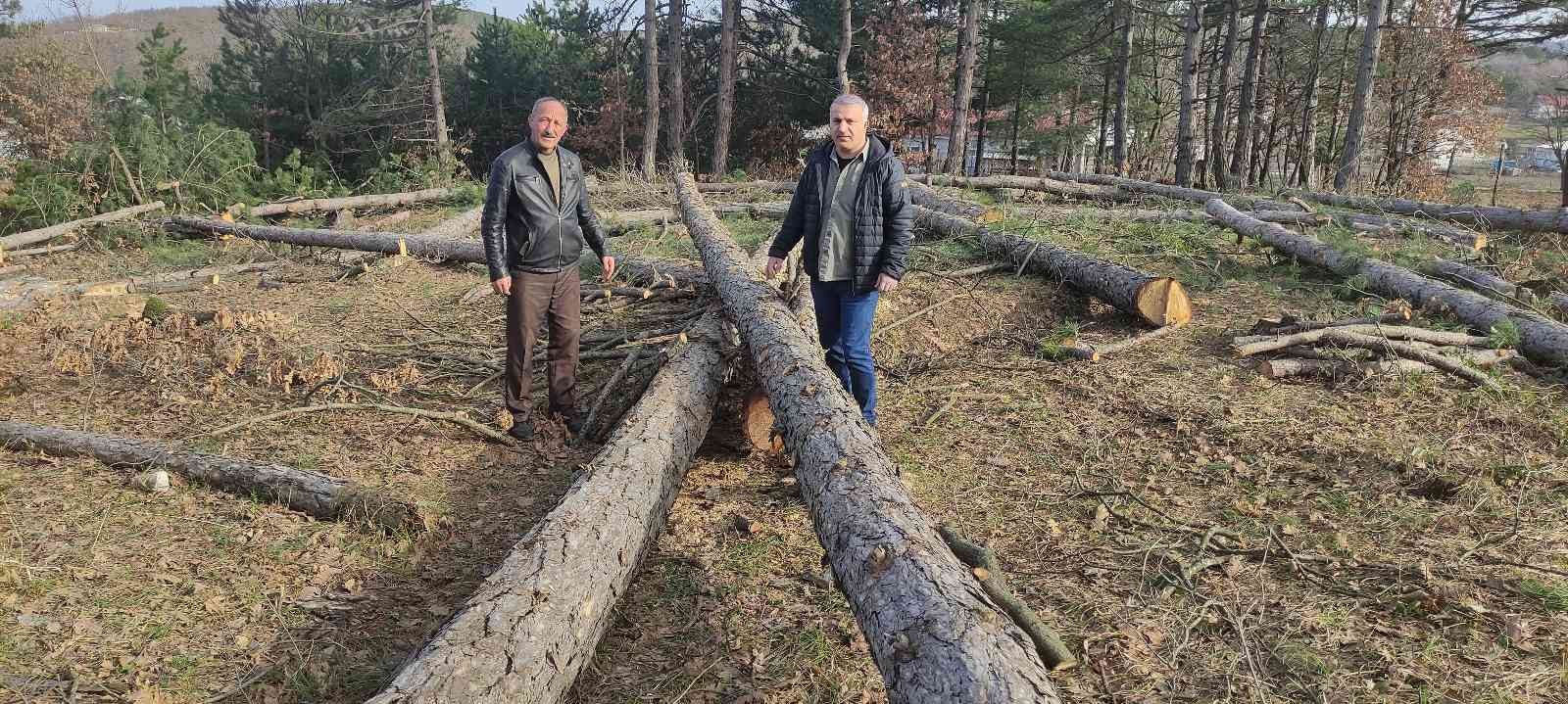 Bursa’da ağaç katliamı