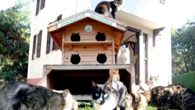 Osmangazi’de engelli can dostlar koruma altında