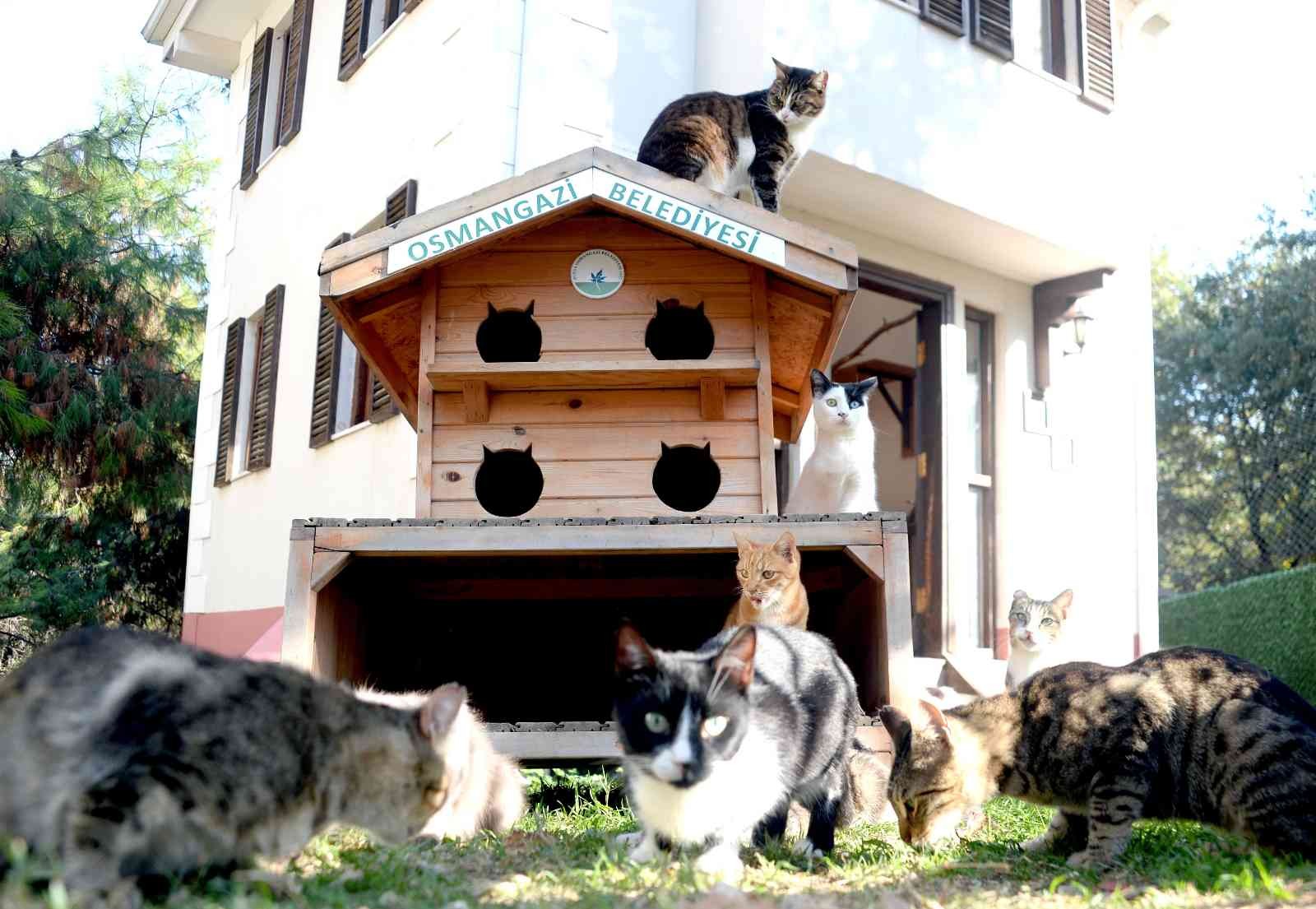 Osmangazi’de engelli can dostlar koruma altında