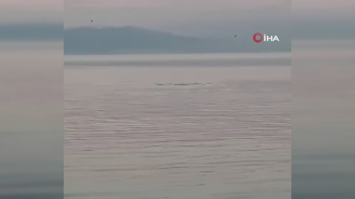 Bursa’da yunuslardan sürpriz ziyaret Bursa’da yunuslardan sürpriz ziyaret