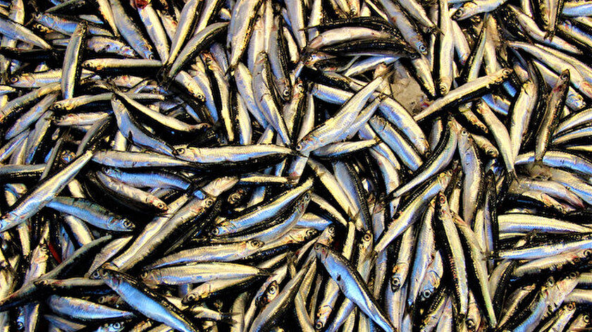 Hamsinin fiyatı 25 liraya düştü