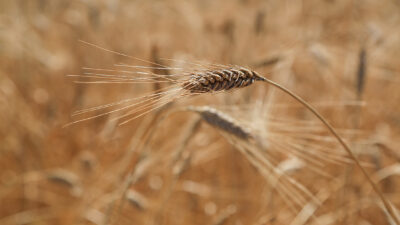 Tarımda bu noktaya nasıl geldik? Nüfus artıyor üretim neden düşüyor?