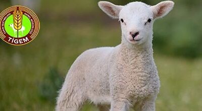 TİGEM’den Bursa’da satılık 150 adet koyun…