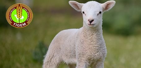 Karacabey TİGEM’den satılık 1200 baş erkek kuzu… Karacabey TİGEM’den satılık 1200 baş erkek kuzu…