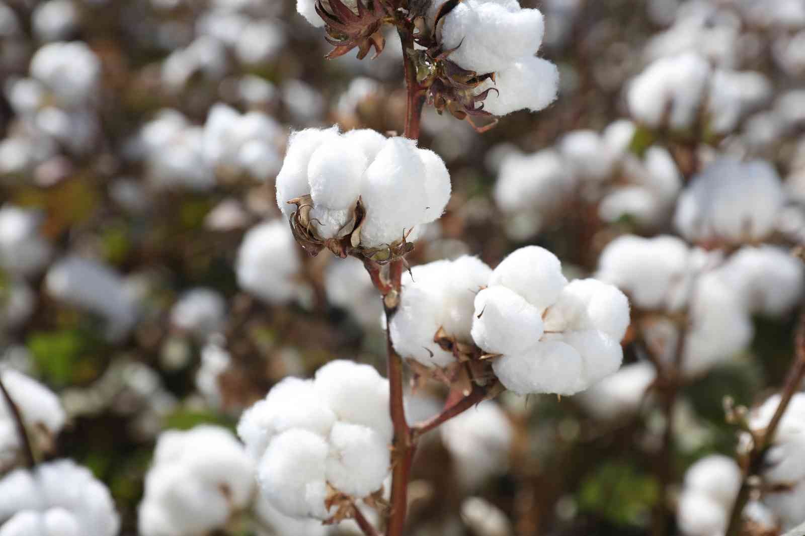 Tarım ve Orman Bakanlığı preseli lif pamuk satacak…