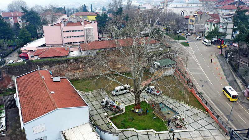 İstanbul Beşiktaş’ta Çırağan Caddesi üzerindeki çınar ağaçlarının kesilmesi olayına tepkiler