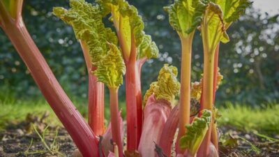 Afrodizyak etkisi var, astım, nefes darlığı, soğuk algınlığı…