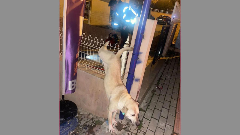 Bursa’da köpek kurtarma operasyonu