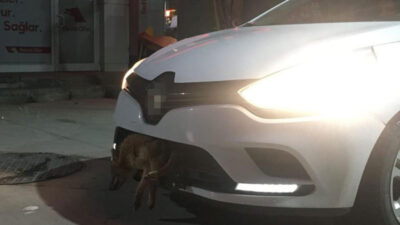 Bursa’da otomobilin tamponuna çakal saplandı