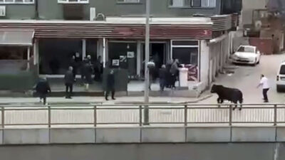Bursa’da boğa paniği! Ortalığı birbirine kattı