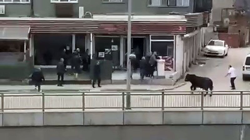 Bursa’da boğa paniği! Ortalığı birbirine kattı