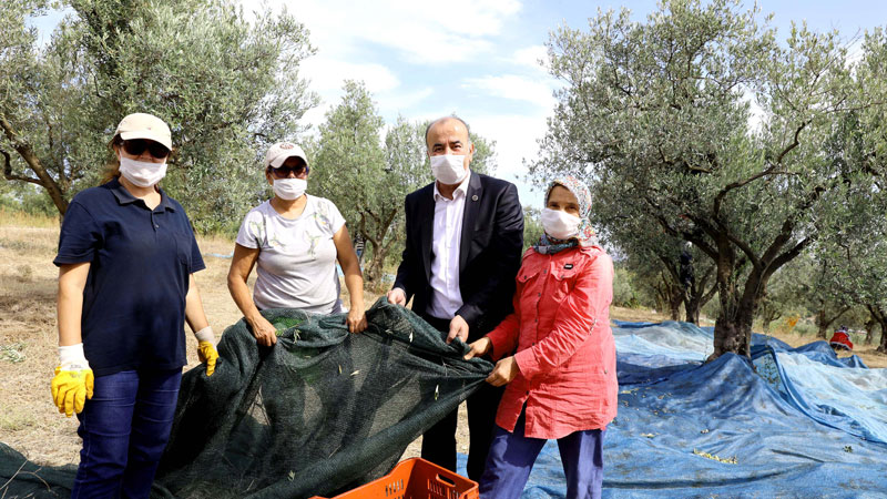 Mudanya’nın geleneksel zeytin yetiştiriciliği UNESCO’ya aday