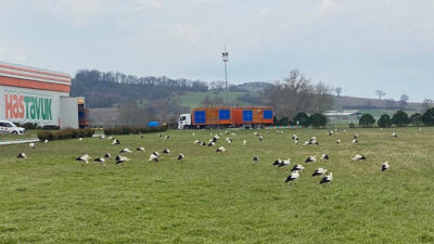 Leyleklerden Bursa’da zorunlu iniş