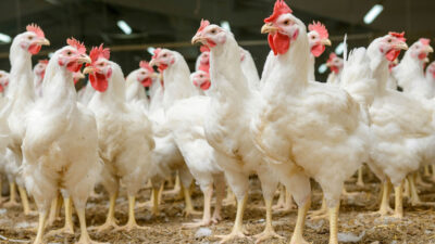 Ayçiçeğinden sonra yeni kriz kapıda! Tehlike çanları çalıyor…