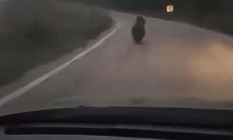 Bursa’da ayı paniği! Bursa'da köye inen ayıyı gören köylüler otomobille ayıyı ormana kadar