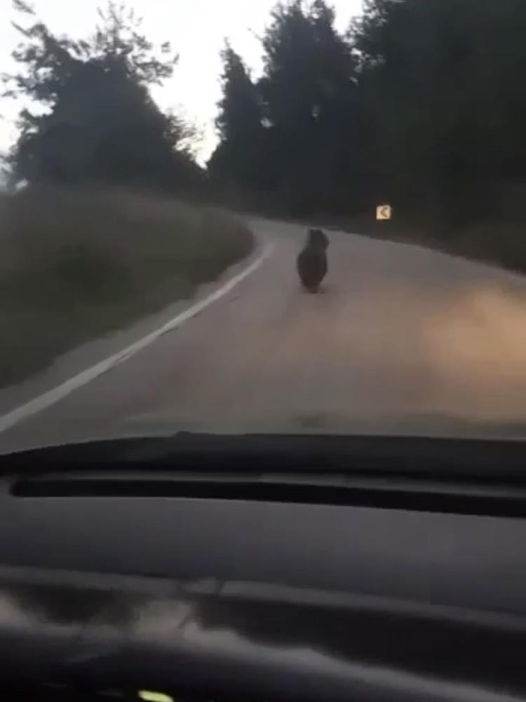 Bursa’da ayı paniği!