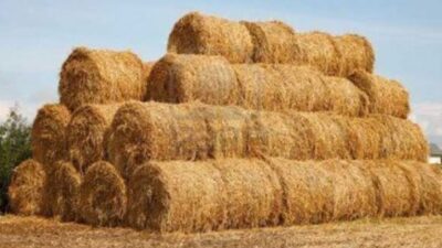 TİGEM’den Bursa’da satılık 70 ton buğday sapı…