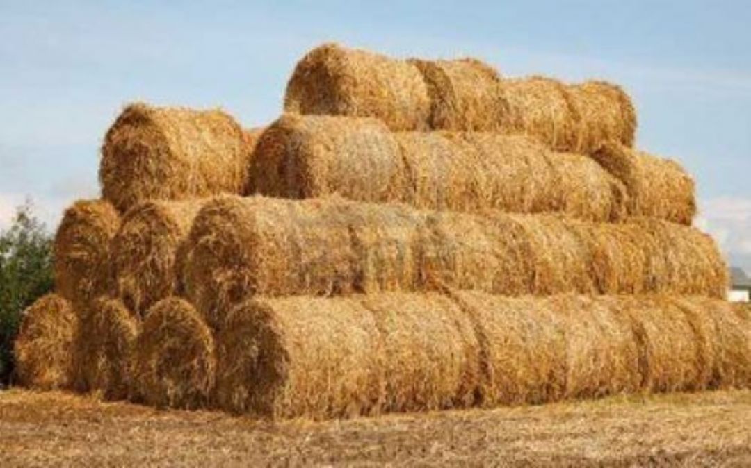 TİGEM’den Bursa’da satılık 70 ton buğday sapı… TİGEM’den Bursa’da satılık 70 ton buğday sapı…