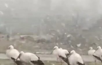 Bursa’da soğuktan donmak üzere olan leylekler…