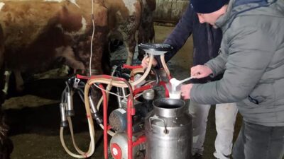 Bursa’da çiğ sütler sınıflandırılıyor