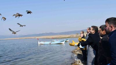 İznik Gölü’nde kaçak avcılardan kurtarılan 56 ördek artık özgür