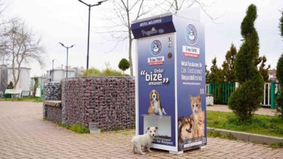 Kestel’de sokak hayvanları için ‘Mamamatik’ uygulaması