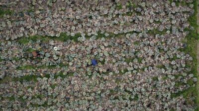 Bursalının yüzünü Brüksel lahanası güldürdü!