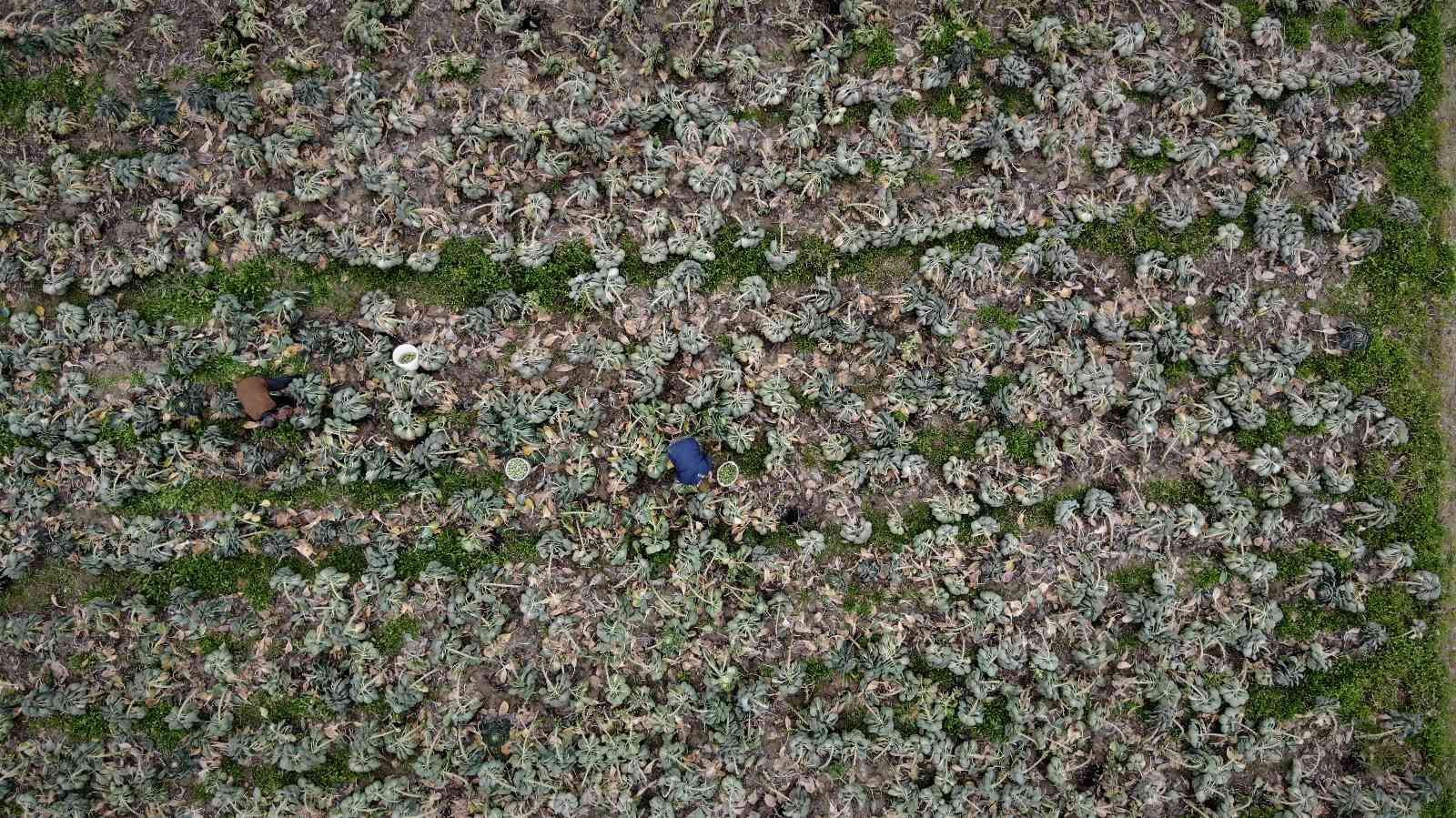 Bursalının yüzünü Brüksel lahanası güldürdü! Bursalının yüzünü Brüksel lahanası güldürdü!