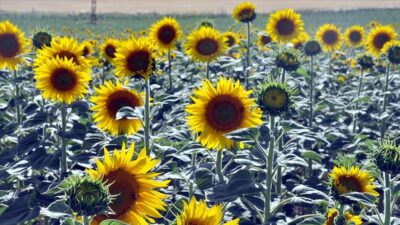 Resmi Gazete’de yayımlandı! Yağlık ayçiçeği için flaş karar