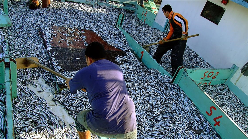 Türkiye’nin hamsi ihracatında lider Belçika