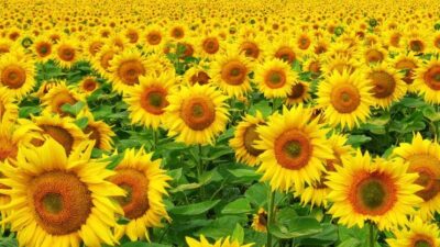 TİGEM ayçiçek tohumluğu alacak…