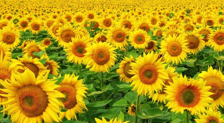 TİGEM ayçiçek tohumluğu alacak…